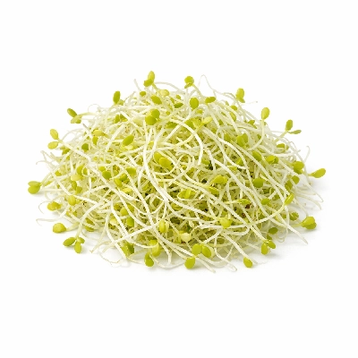 Alfalfa seeds sprouted raw