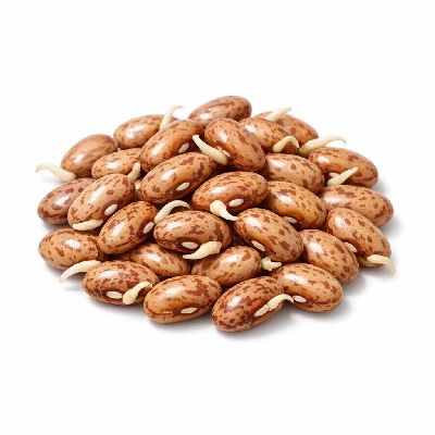 Beans pinto mature seeds sprouted raw