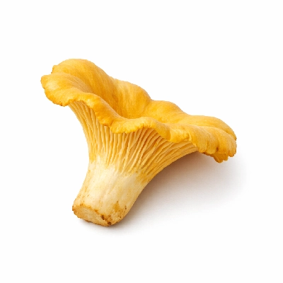 Mushrooms Chanterelle raw