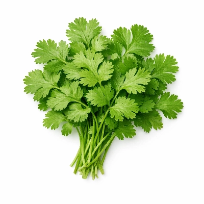Cilantro or coriander leaves fresh or raw herb