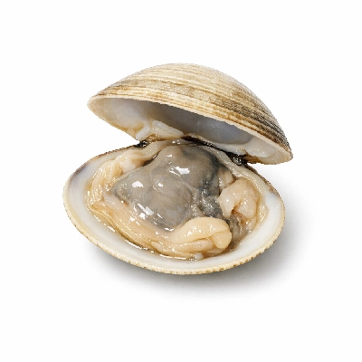 Clams raw