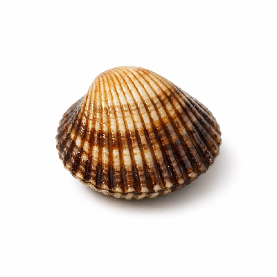 Cockles alaska native