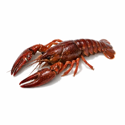 Crustaceans crayfish mixed species farmed raw