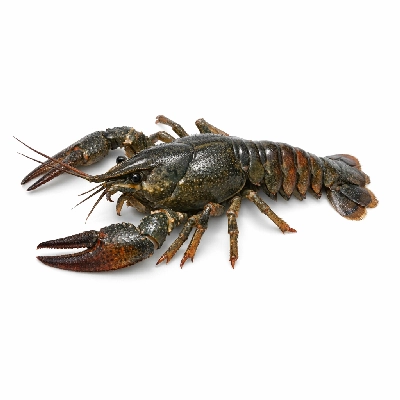 Crustaceans crayfish mixed species wild raw