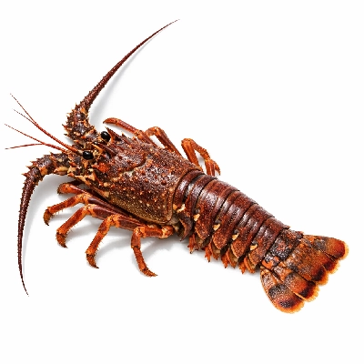 Crustaceans spiny lobster mixed species raw