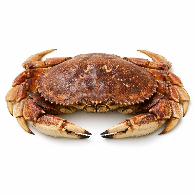 Crab Dungeness raw