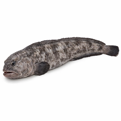 Fish wolffish atlantic raw