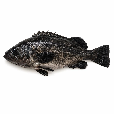 Fish blackfish whole alaska native