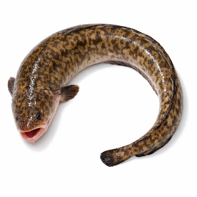 Fish burbot raw