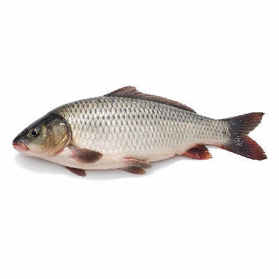 Fish carp raw