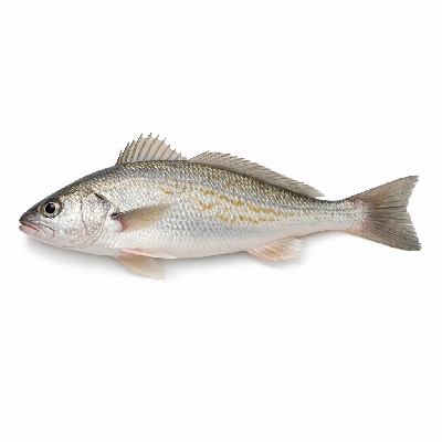 Fish croaker atlantic raw