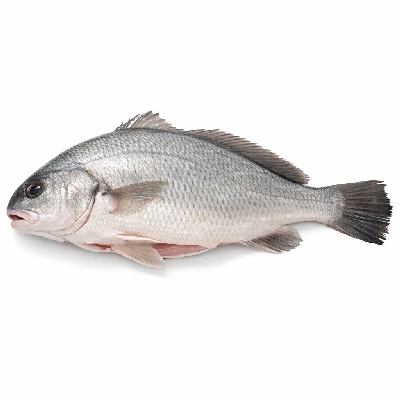 Fish drum freshwater raw