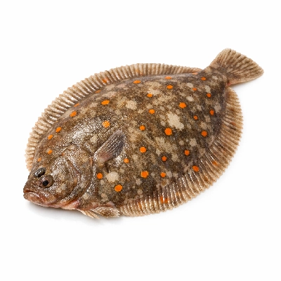 Fish flatfish flounder and sole species raw