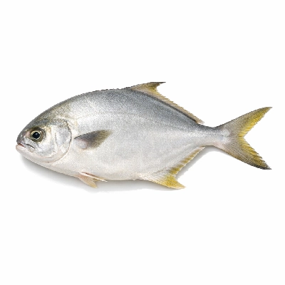 Fish pompano florida raw
