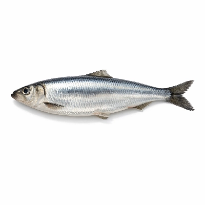 Fish herring pacific raw
