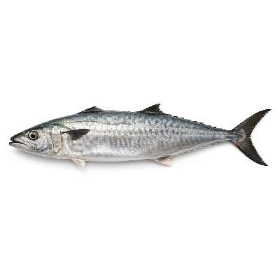 Fish mackerel king raw