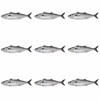 Fish mackerel spanish raw