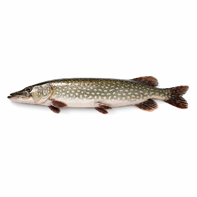 Fish pike northern raw
