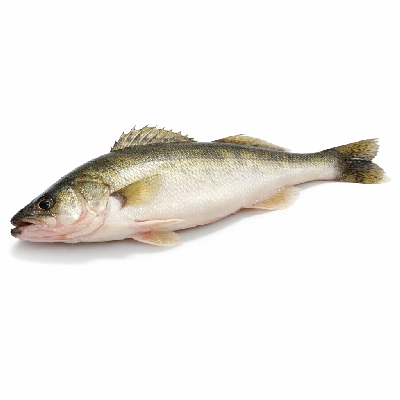 Fish pike walleye raw