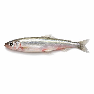 Fish smelt rainbow raw