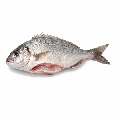Fish scup raw