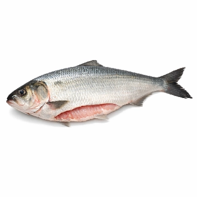 Fish shad american raw