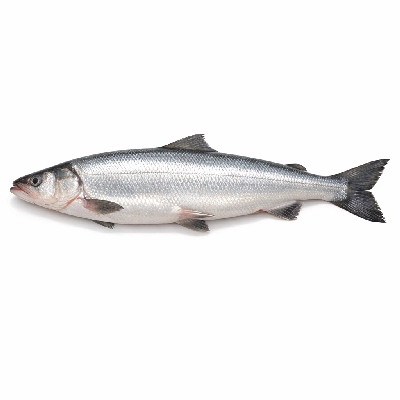 Fish sheefish raw by Alaska Native