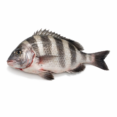 Fish sheepshead raw