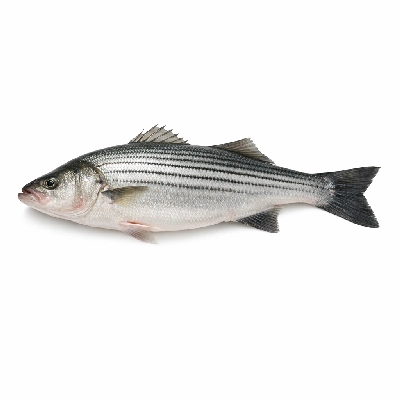 Fish bass striped raw