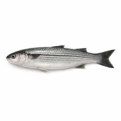 Fish mullet striped raw