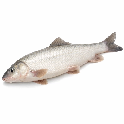 Fish sucker white raw