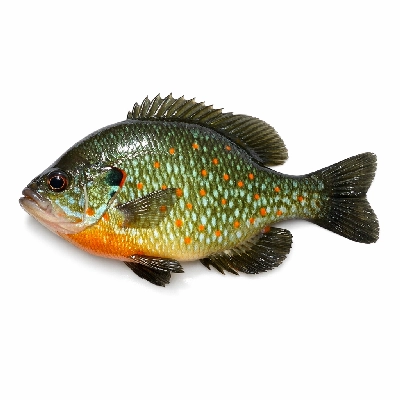 Fish sunfish pumpkin seed raw