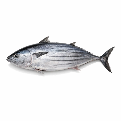 Fish tuna fresh skipjack raw