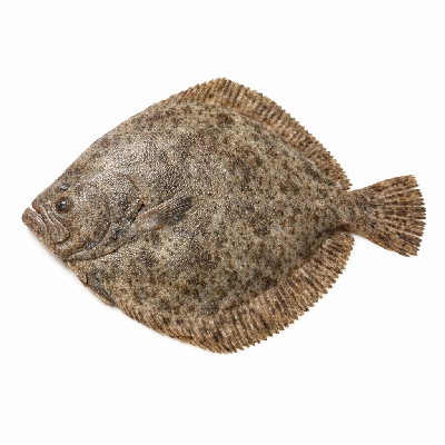 Fish turbot european raw