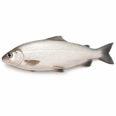 Fish whitefish broad head eyes cheeks and soft bones by Alaska Native