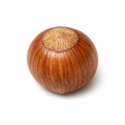 Hazelnuts or filberts