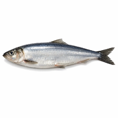 Herring Atlantic raw
