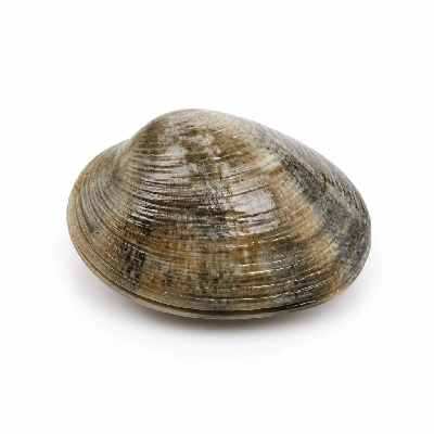 Legal Sea Foods Appetizers Clams Cherrystones 1 Piece