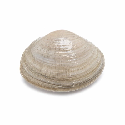Legal Sea Foods Appetizers Clams Littlenecks 1 Piece