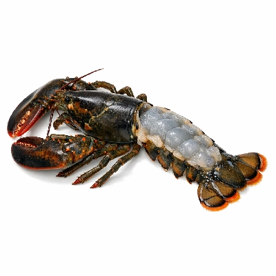 Lobster northern raw
