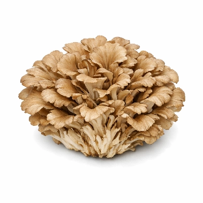 Mushrooms maitake raw