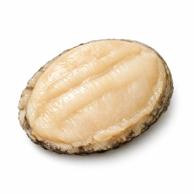 Mollusks abalone mixed species raw