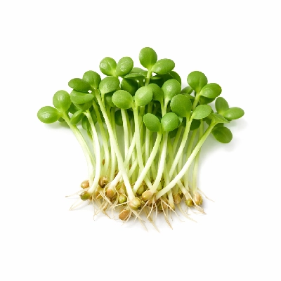 Mouse nuts seedlings by Alaska Native