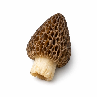 Mushrooms morel raw