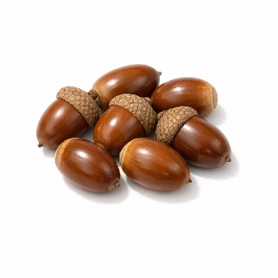 Nuts acorns raw