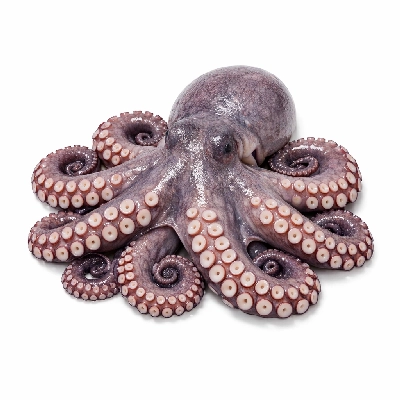 Octopus by Alaska Native