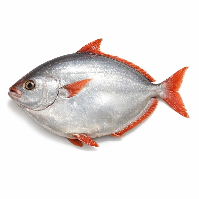 Oopah whole animal alaska native