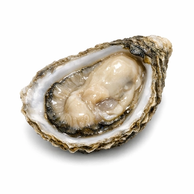 Oyster eastern wild raw