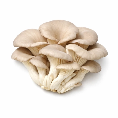 Mushrooms oyster raw