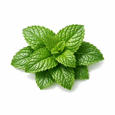 Peppermint fresh or raw herb